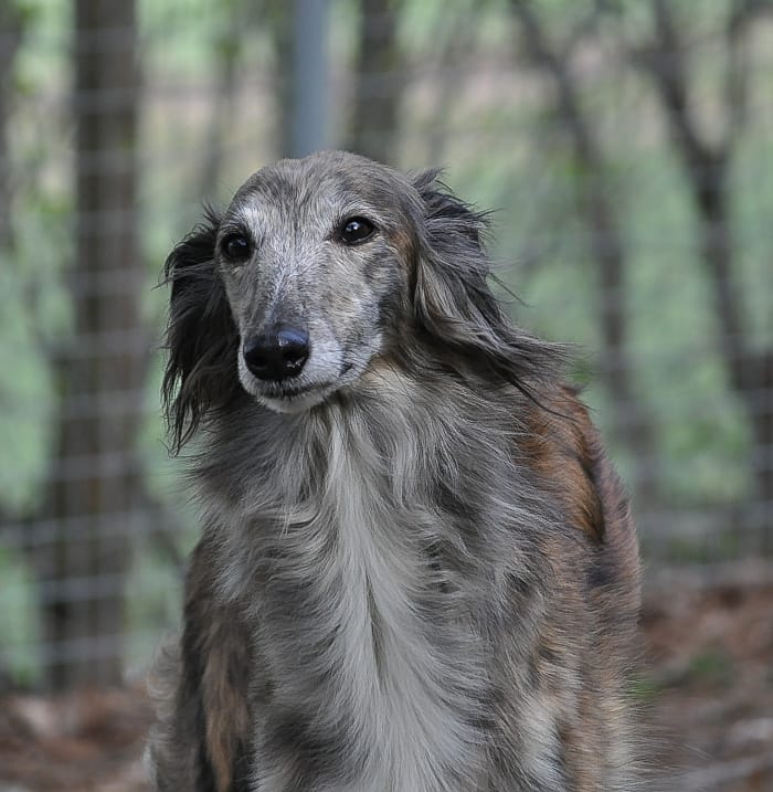 Loppan, Starcastle Hounds's Timeless.
En Silken Windhound tik hos kennel Starcastle Hound's i Sverige