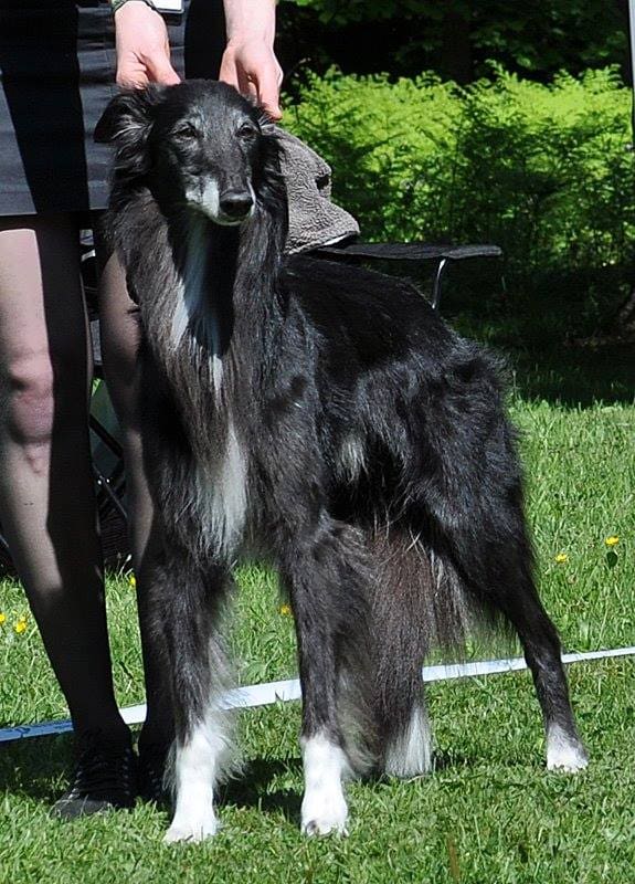 Brendan var en amerikansk Silken Windhound import till Sverige