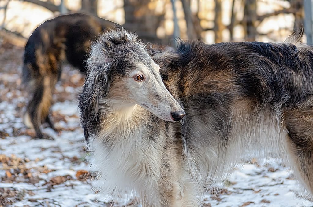 Bunny, en Silken Windhoundtik hos kennel Starcastle Hound's i Sverige