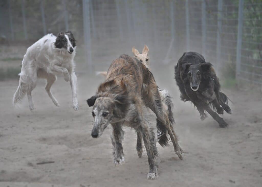 4 Silken Windhound girls playing, spring 2020