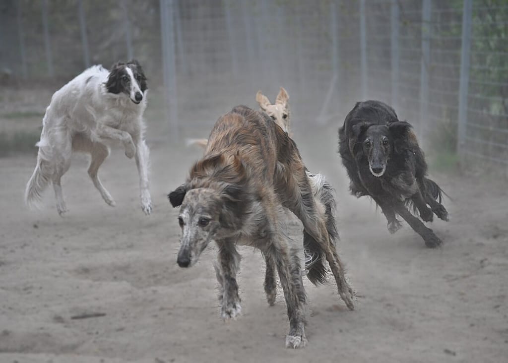 4 Silken Windhound girls playing, spring 2020