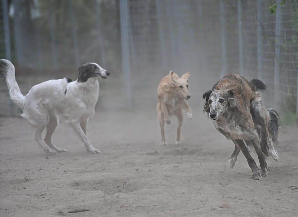 4 Silken Windhound girls playing, spring 2020