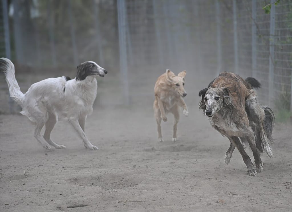 4 Silken Windhound girls playing, spring 2020