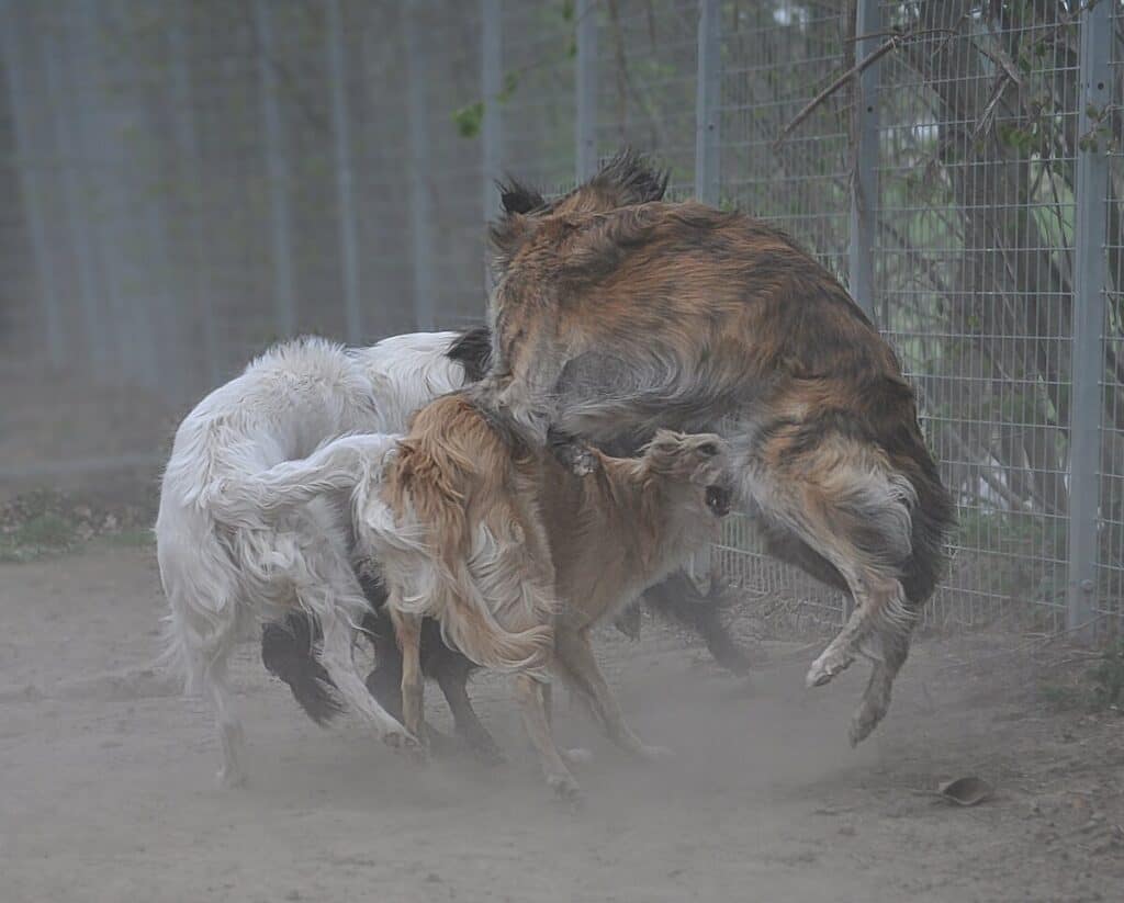 4 Silken Windhound girls playing, spring 2020