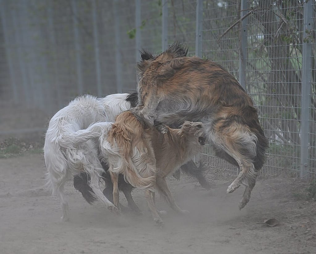 Kicking Up Dust!