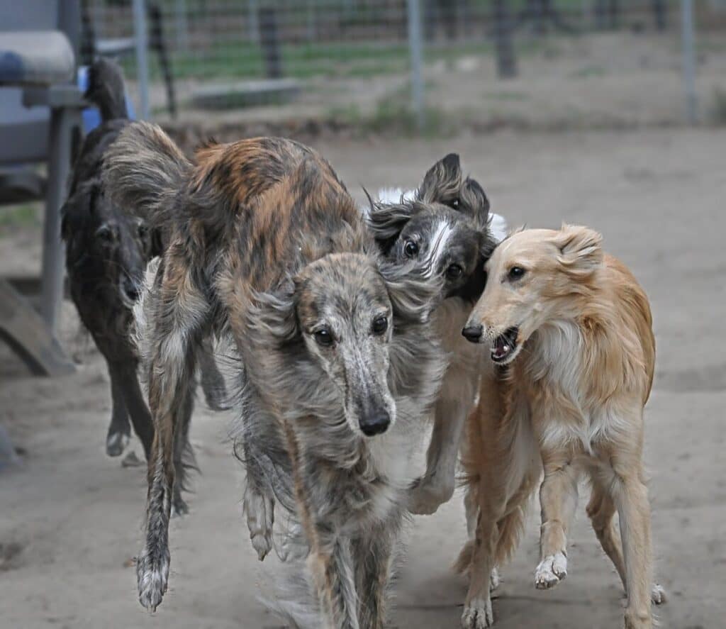 4 Silken Windhound girls playing, spring 2020