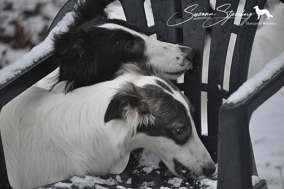 Two Silken Windhound brothers as puppies