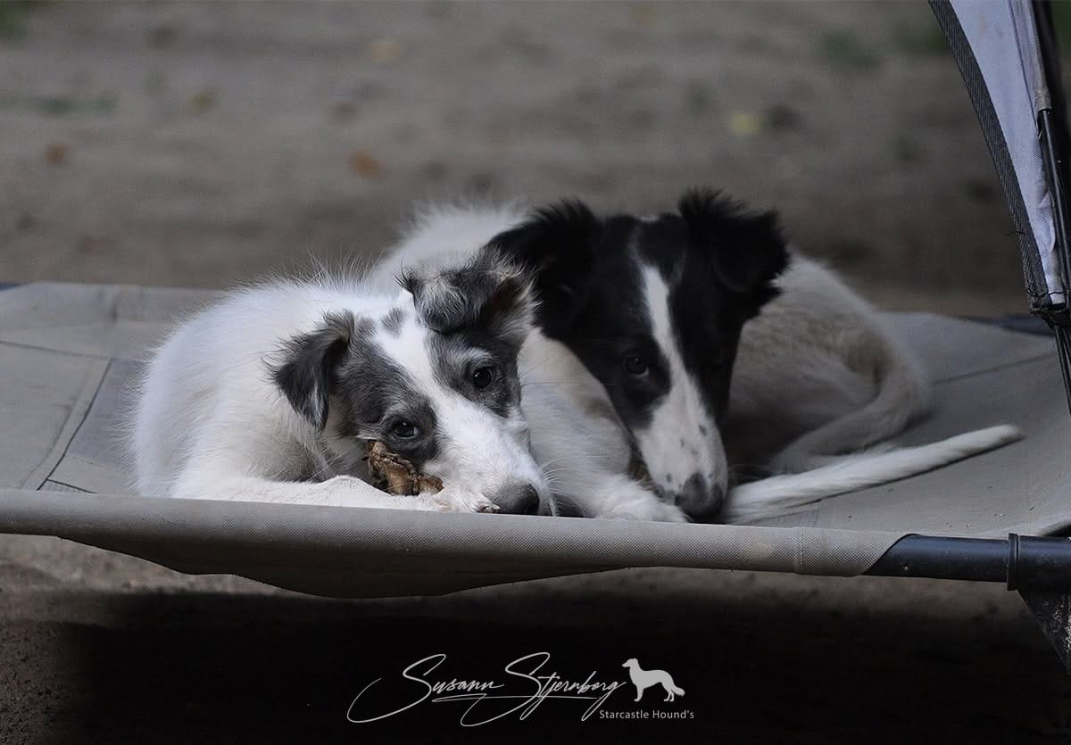 Silken Windhound puppy brothers