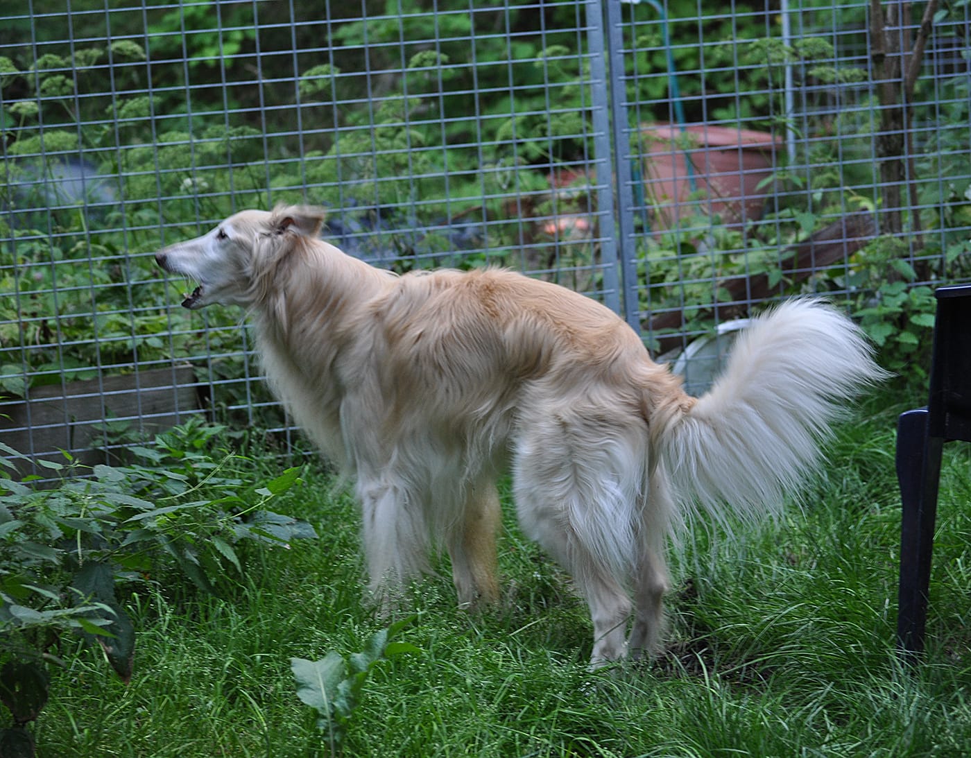 A Silken Windhound male barking a warning to wildlife outside the fence