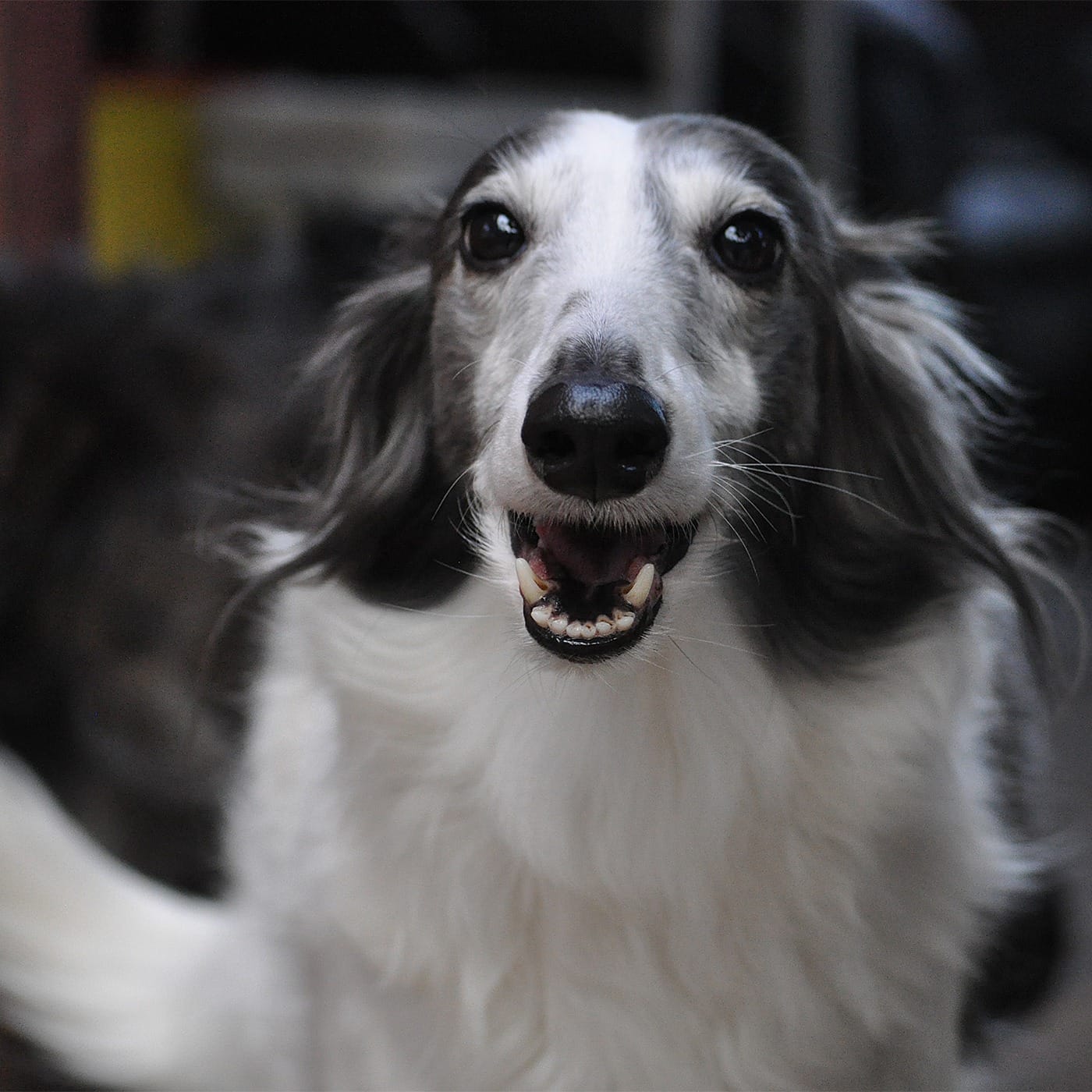 A smiling Silken Windhound