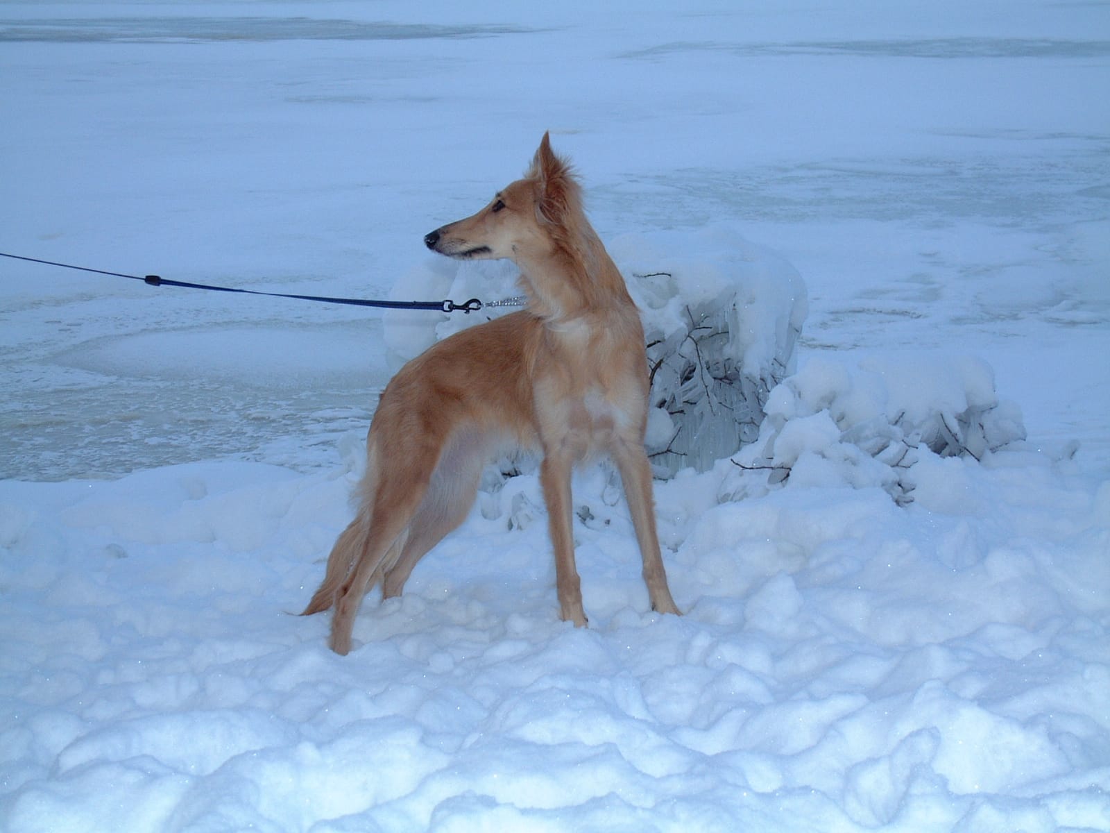 Lizzie against the frozen lake