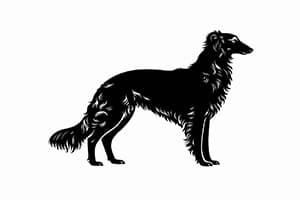Black Silken Windhound silhoette