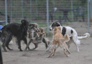 4 Silken Windhound girls playing, spring 2020