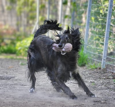 Silken Windhounds and their toys