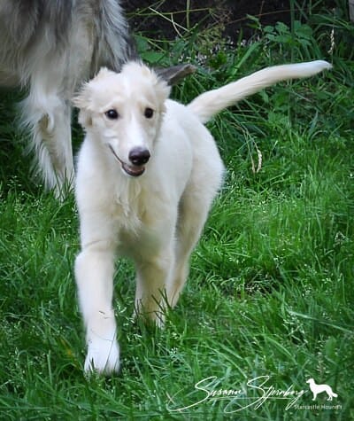 Silken Windhound puppy
