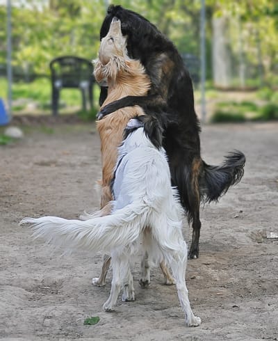 3 Silken Windhounds playing