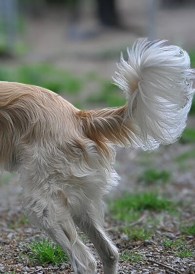 Everything has an end, and some wags!