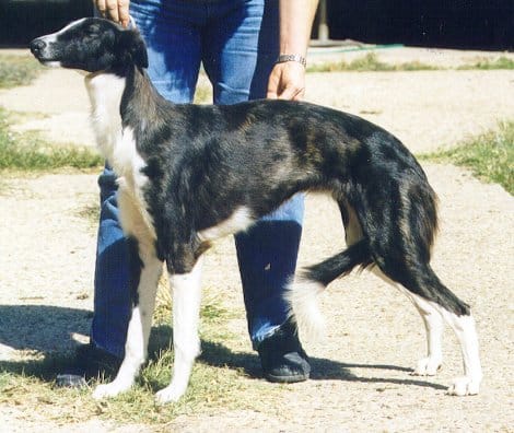 Kristull The Surprise, aka Siru, the original Swamphound