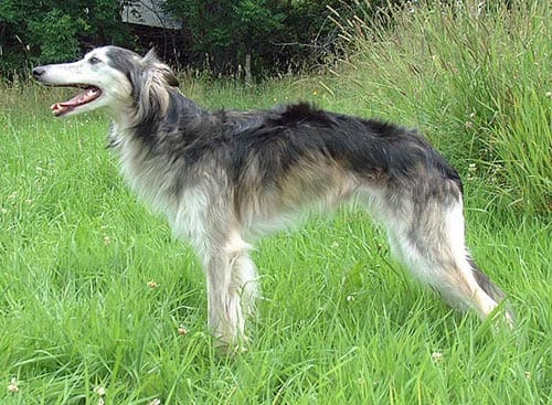 Starcastle Hound's Thundercloud, aka Tor