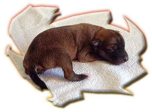 Starcastle Hound's Firelizard, aka Lizzie. The first Silken Windhound born in Europe
