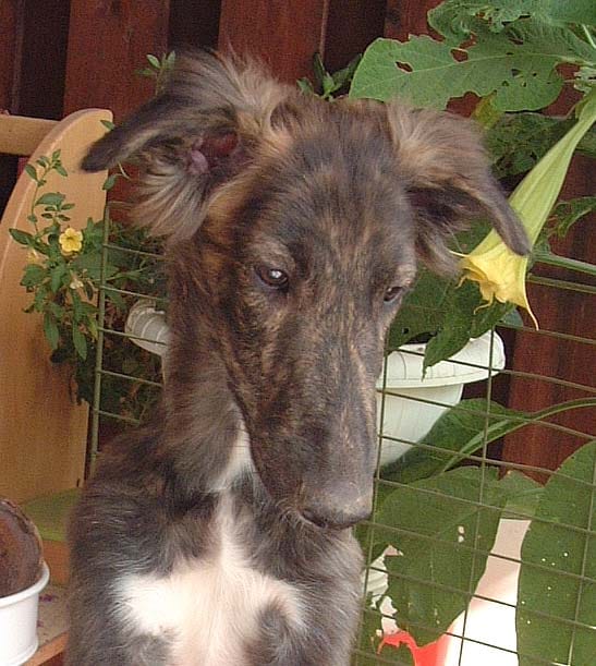 Starcastle Hound's Opera, aka Nisse