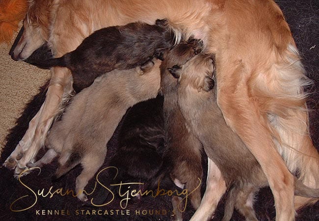 Puppies at Kennel Starcastel Hound's