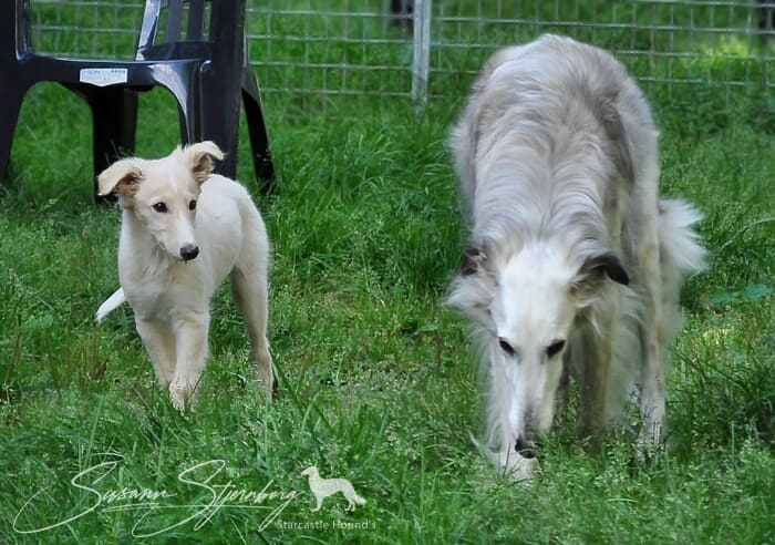 Silken Windhound with his puppy son
