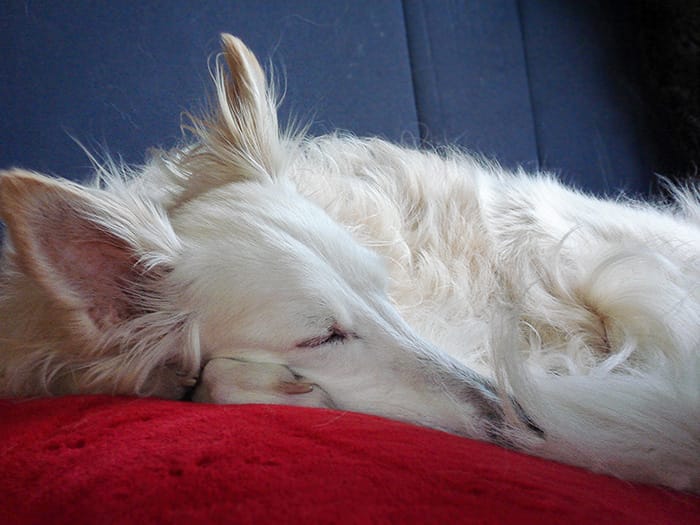Silken Windhound Kristull Omniscense