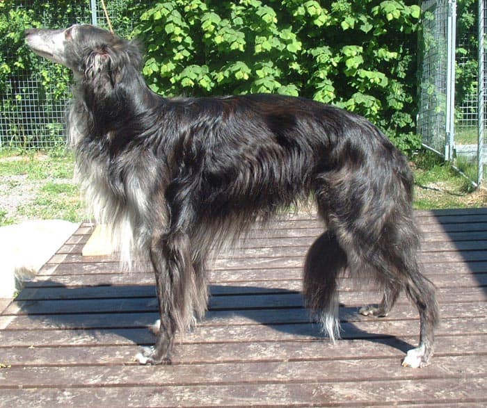 Starcastle Hounds Netscape, aka Pricken