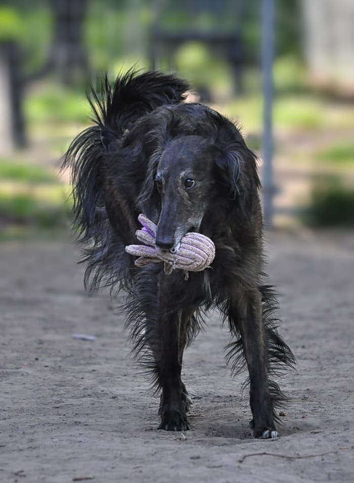 Qassie playing with toy