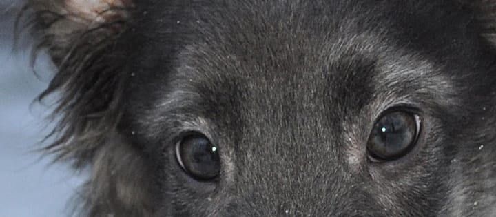 Eyes on a chinchilla colored Silken Windhound puppy