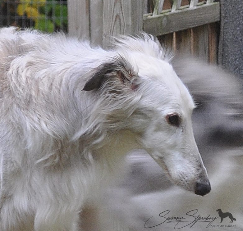 Silken Windhounds and the greying gene