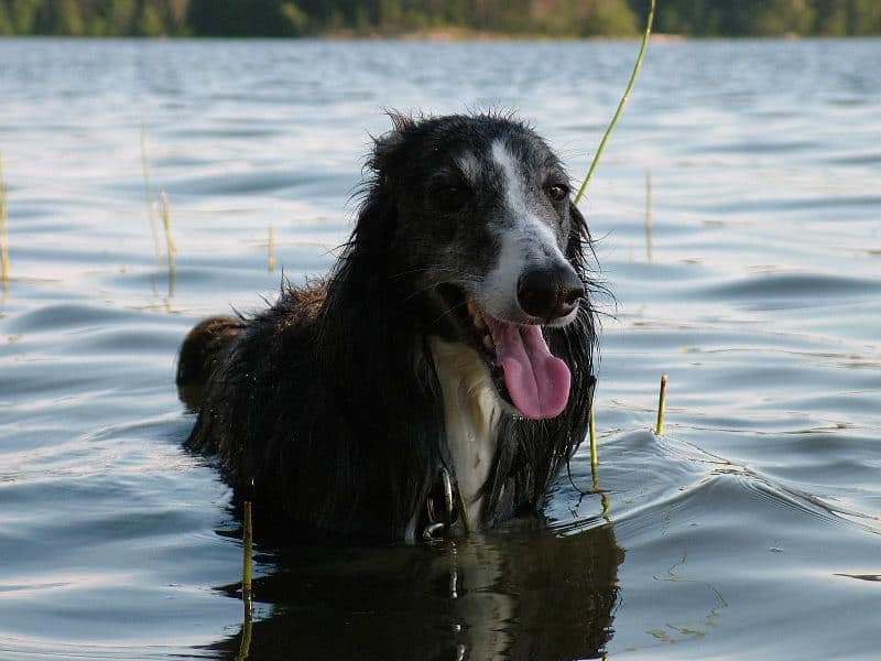 Starcastle Hound's Explorer, son of Siru, the original Silken Swamphound