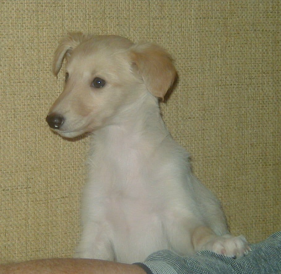 Dimma, Starcastle Hound's Sunset